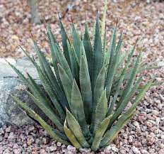 AGAVE Palmeri