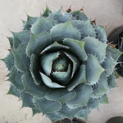 AGAVE Parrasana