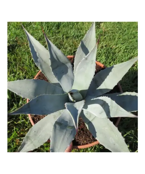 AGAVE Parryi Parryi
