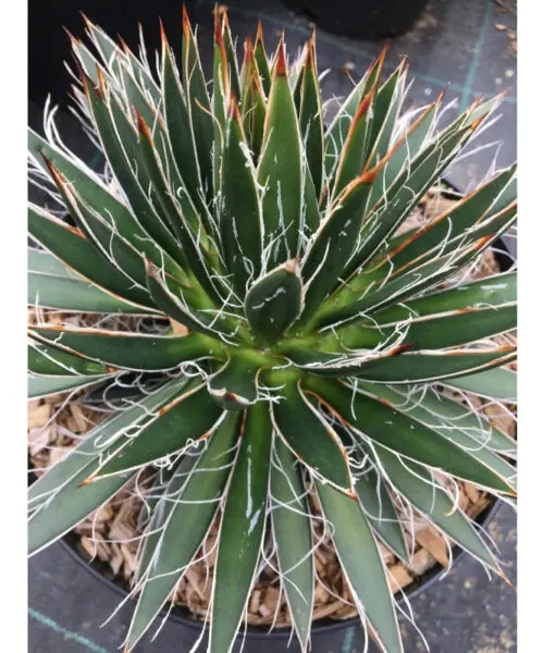 AGAVE Toumeyana Bella