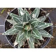 AGAVE Victoria Reginae Bustamante