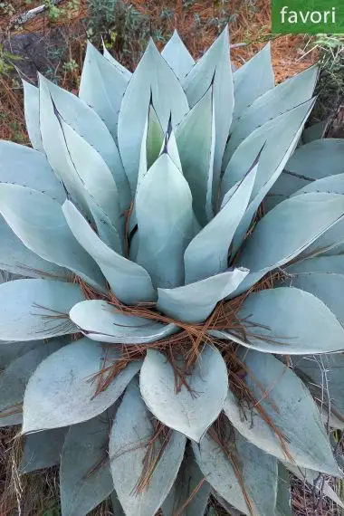 AGAVE Azul Monterrey