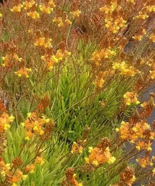 BULBINE Frutescens Hallmark