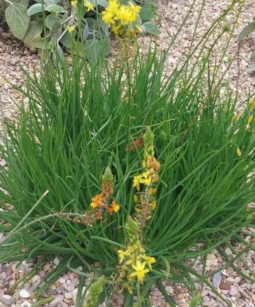 BULBINE Frutescens jaune