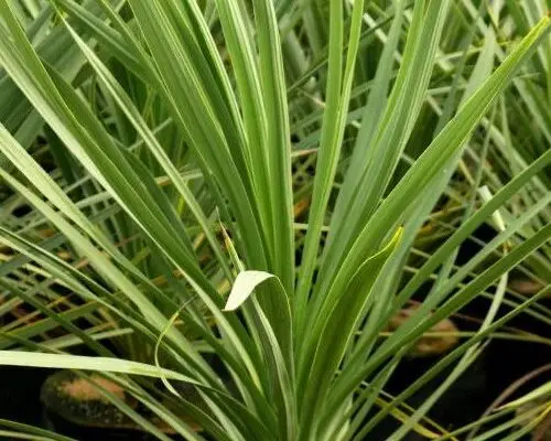 CORDYLINE Australis Vert