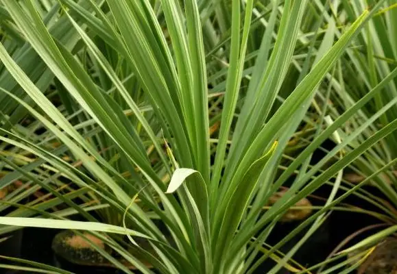 CORDYLINE Australis Vert