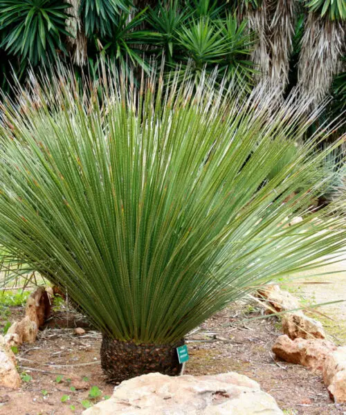 DASYLIRION Glaucophyllum