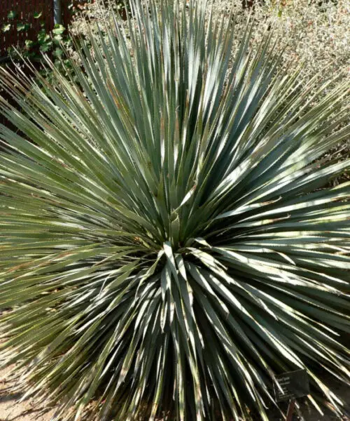 DASYLIRION Wheeleri
