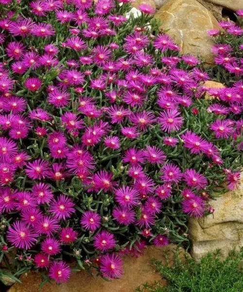 DELOSPERMA Cooperi (ficoïde fleurs roses)