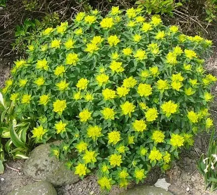 EUPHORBE Polychrome (Euphorbia Polychroma)