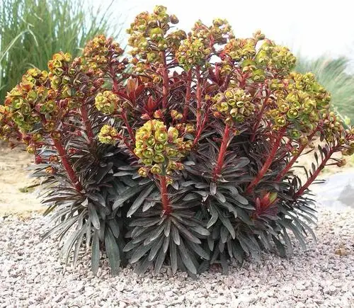 EUPHORBE Amygdaloïdes Purpurea (Euphorbia Amygdaloïdes Purpurea)
