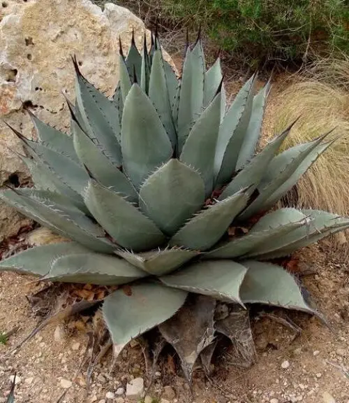 AGAVE Havardiana