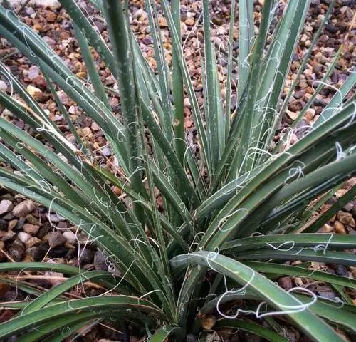 HESPERALOE Parvifloria Rubra