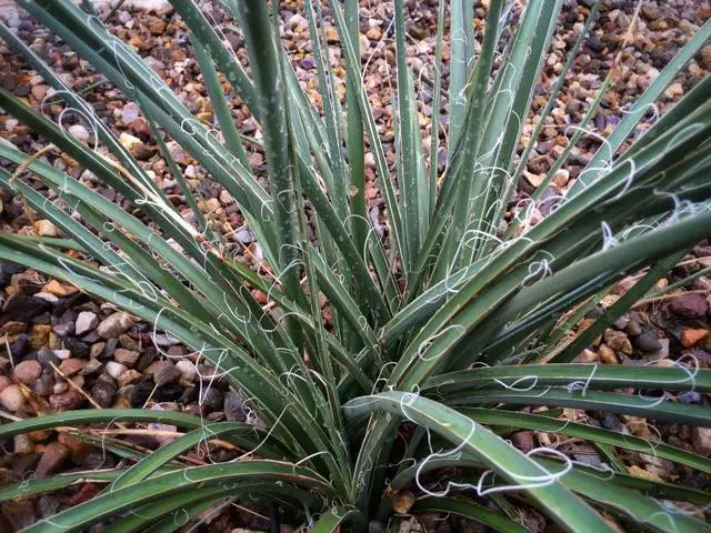 HESPERALOE Parvifloria Rubra