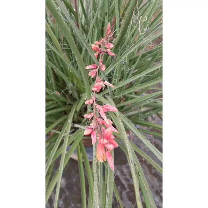 HESPERALOE Parvifloria Rubra – Image 2