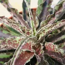 AGAVE Manfredii Chocolate Chip