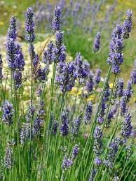 LAVANDE Grosso (Lavandula Intermedia Grosso)