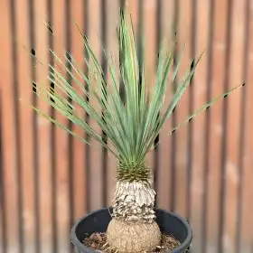 NOLINA Excelsa