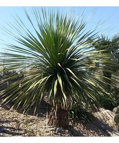 NOLINA Longifolia bleue