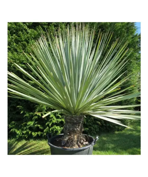 NOLINA Nelsonii