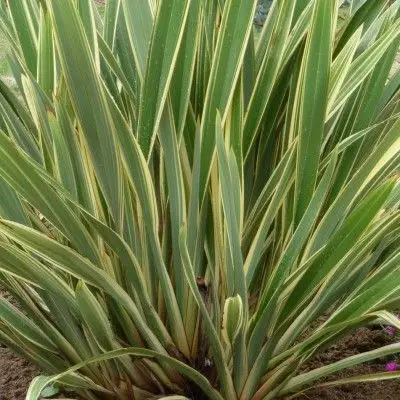 PHORMIUM Tenax Variegata