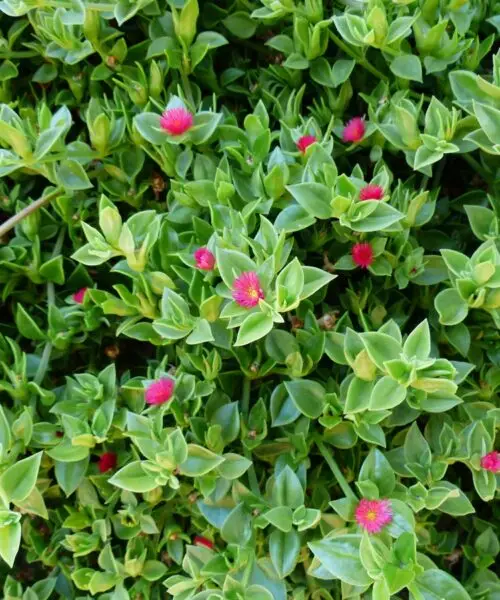 APTENIA Cordifolia