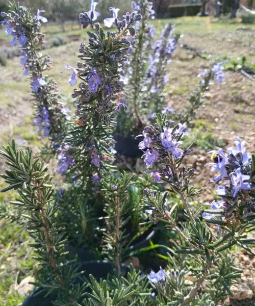 ROMARIN Corse (Rosmarinus Officinalis Corsican)