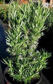 ROMARIN Droit (Rosmarinus Officinalis Droit)