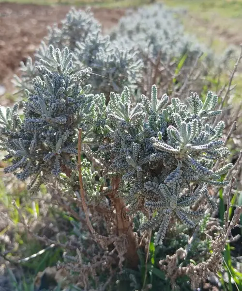 SANTOLINE Grise (Santolina Chamaecyparessus)