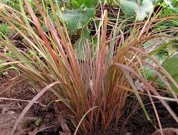 STIPA Arundinacea