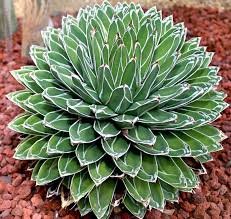 AGAVE Victoria Reginae
