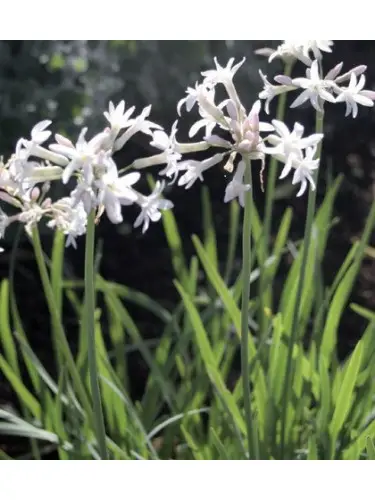 TULBAGHIA Violacea Alba (à fleur blanche)