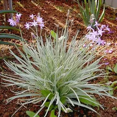 TULBAGHIA Violacea Variegata