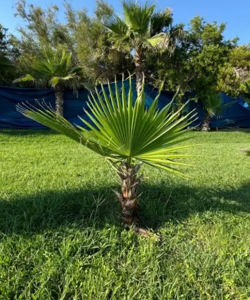 WASHINGTONIA Robusta