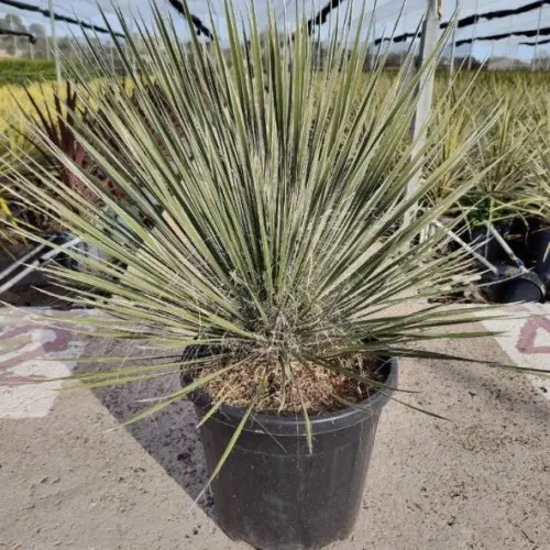 YUCCA Elata