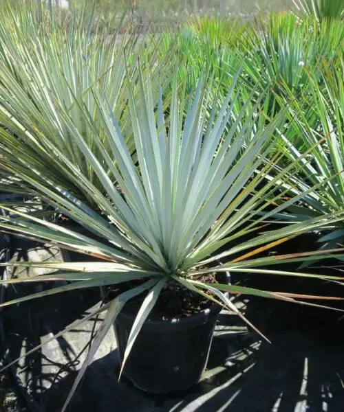 YUCCA Rigida