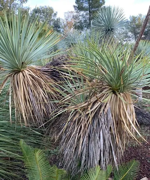 YUCCA Thompsiana