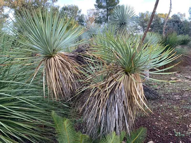 YUCCA Thompsiana