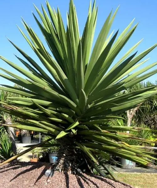 YUCCA Treculeana