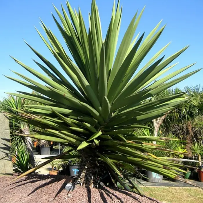 YUCCA Treculeana