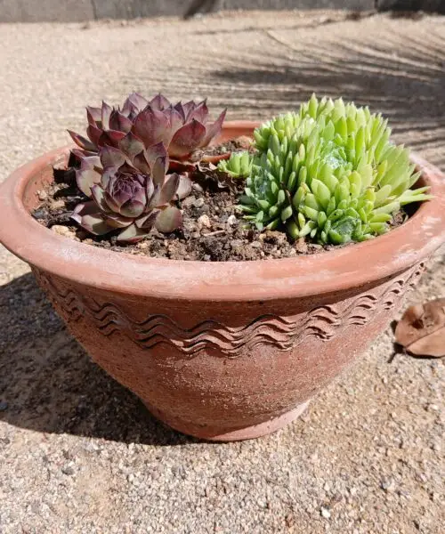 Sempervivum en pot de terre cuite (2 joubarbes en mélange)