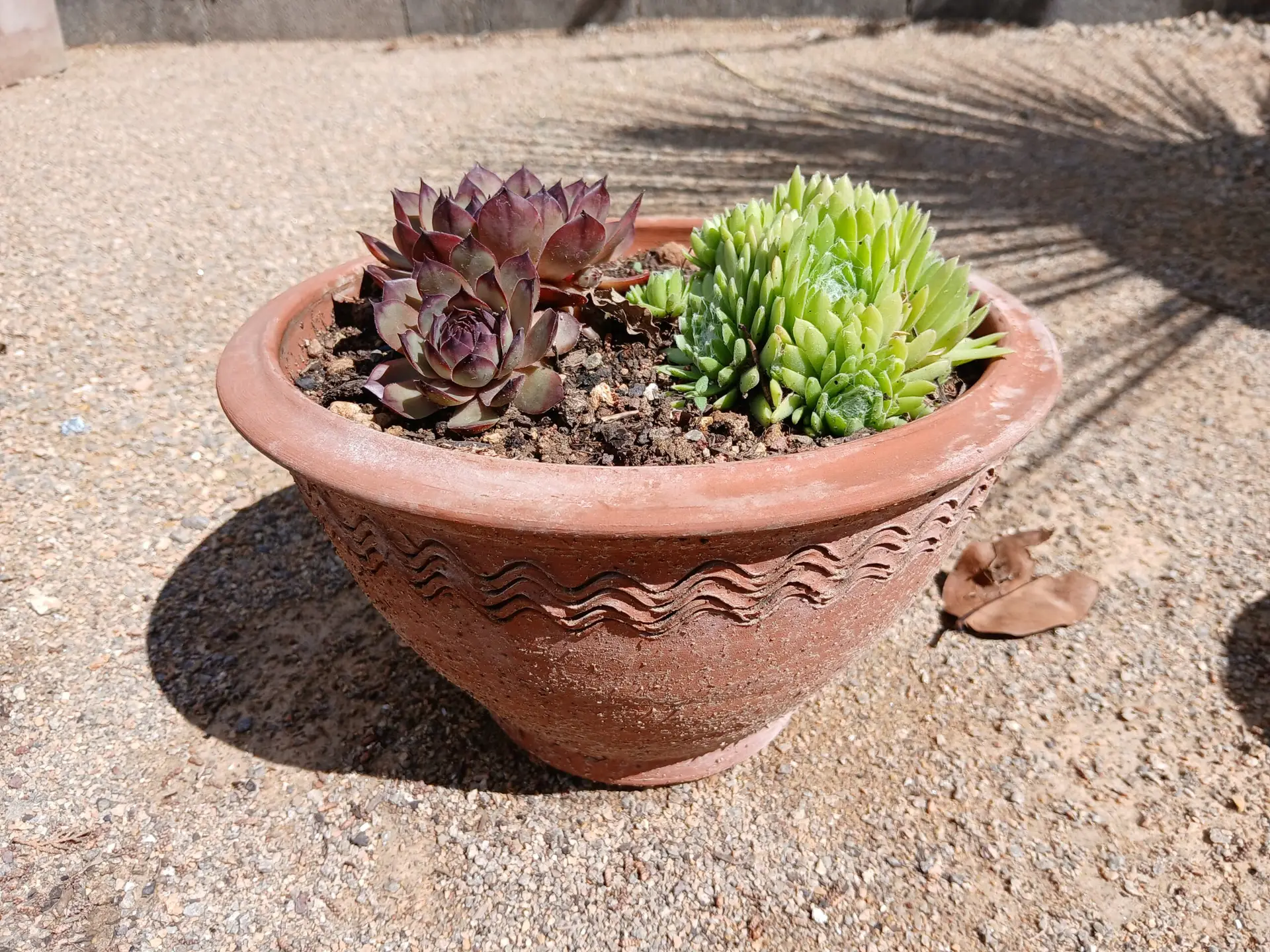 Sempervivum en pot de terre cuite (2 joubarbes en mélange)