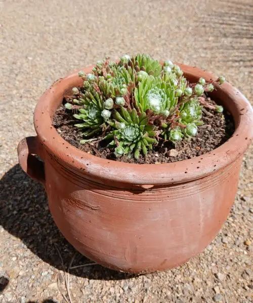 Sempervivum Arachnoideum en pot de terre cuite
