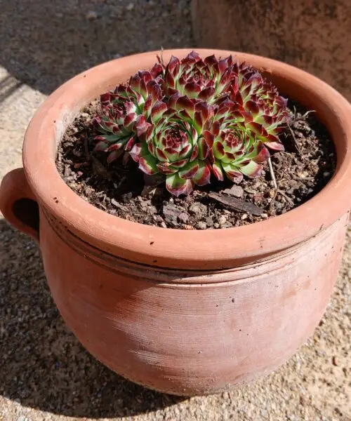 Sempervivum Calcareum en pot de terre cuite