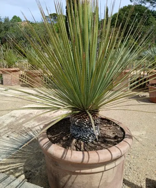 Dasylirion Serratifolium en pot terre cuite rond