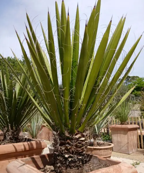 Yucca Carnérosana en pot terre cuite