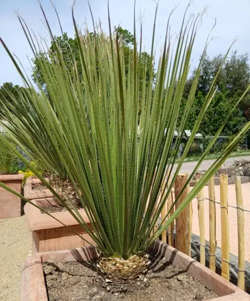 Dasylirion Serratifolium en pot terre cuite