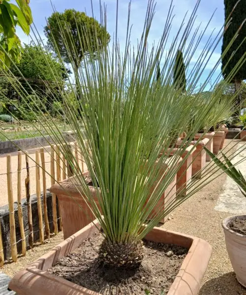 Dasylirion Longissimum en pot terre cuite