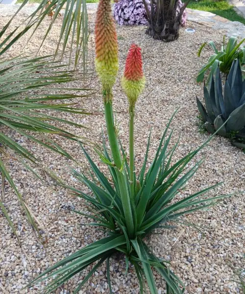 KNIPHOFIA Caulescens