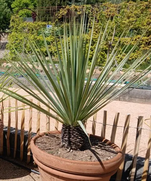 Nolina Nelsonii en pot rond en terre cuite